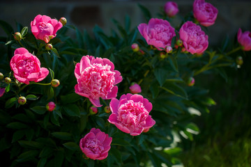 Bush of pink peony flowers in the garden. Blooming pink peony.