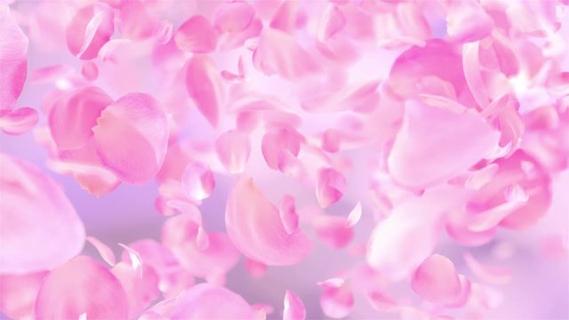 Pink Rose Petals falling loopable background in 4K