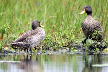 Yellow-billed ducks, Mabamba Bay, Uganda
