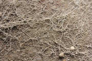  the roots, small root, plant roots,