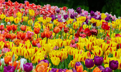 tulips, bright beautiful color, bloom in the garden in the open field