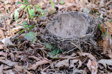 fallen bird nest lies on the ground