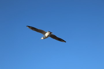 seagull in the sky