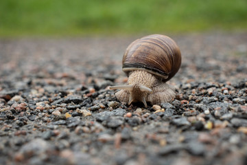 snail