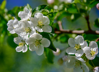 Blooming branch of an Apple tree on a blurred soft natural background.