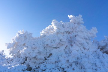 くじゅうの霧氷