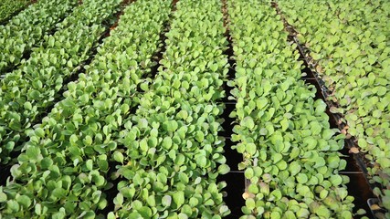 Vegetable seedlings in a large nursery