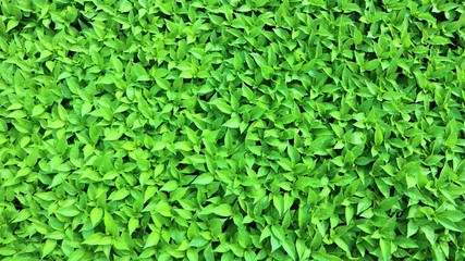 green leaves background