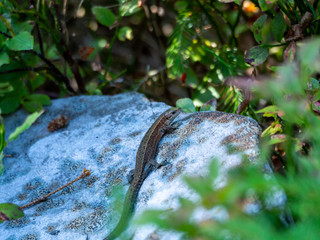 lizard on stone