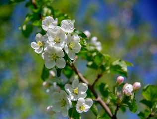 Blooming apple branch at spring garden. Natural background for greeting card, celebration invitation, calendar, poster, valentines day.