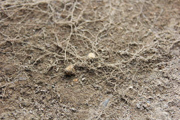 the roots, small root, plant roots,