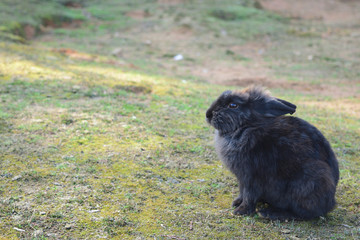 ウサギ