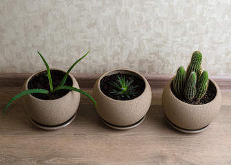 Aloe, various cactus and succulent plants in identical beige pots 