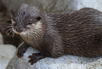 コツメカワウソ