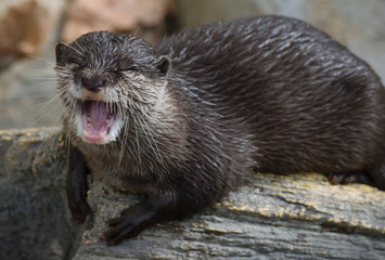 コツメカワウソ