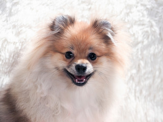 The cute dog is smiling. Shaggy Pomeranian puppy