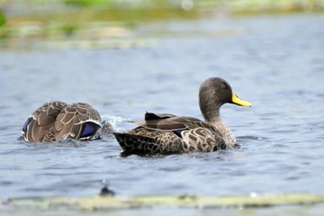 Yellow-billed ducks, Mabamba Bay, Uganda
