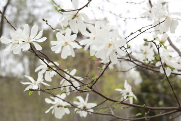white cherry blossom