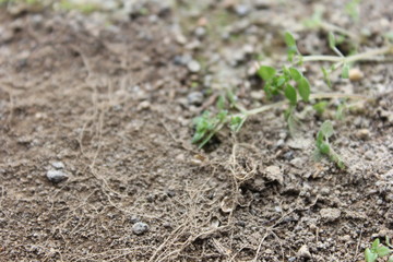 the roots, small root, plant roots,
