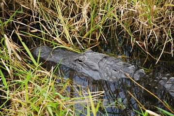 Alligator in Everglades National Park, Florida