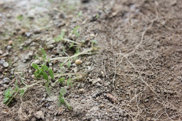 the roots, small root, plant roots,