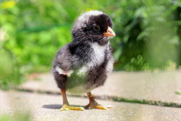 chick
