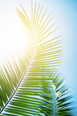 beautiful palm leaves in the sun