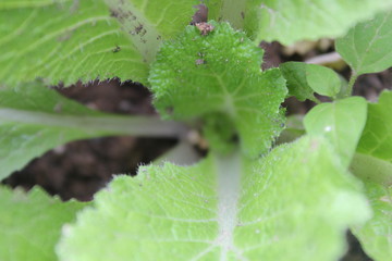  Real cabbage, young cabbage, young cabbage leaf, green leaf, young cabbage leaf pictured from...