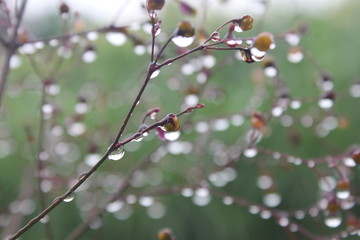 macro photography, grass in the forest drops on the leaves, water drops on the leaves, water drops on the fruit, water on the fruit, water on the leaves, water in fruit, water in the stem, water on tr