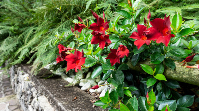 A close up photo of exotic red dipladenia or mandevilla flower in a natural habitat for magazines, calendars, wallpapers. English garden landscape design with dipladenia on the retaining wall.