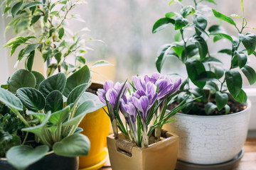 Green home houseplants on windowsill on wooden