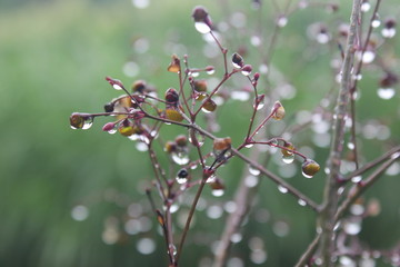 macro photography, grass in the forest drops on the leaves, water drops on the leaves, water drops on the fruit, water on the fruit, water on the leaves, water in fruit, water in the stem, water on tr