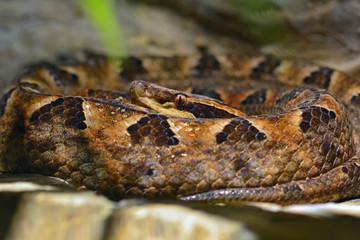 Closeup boa or Python on Coiled snake