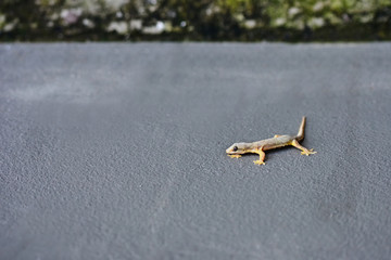 A lizard on the wall