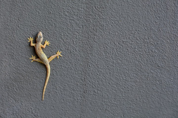 A lizard on the wall