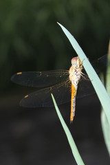 Dragonflies perch on the leaves | Dragonfly