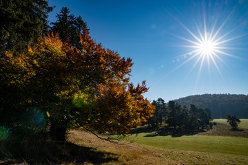 Sunrays in the forest