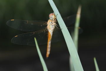 Dragonflies perch on the leaves | Dragonfly