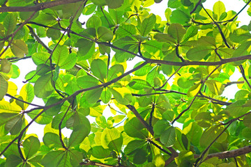 Fototapeta na wymiar green branch and leaf texture