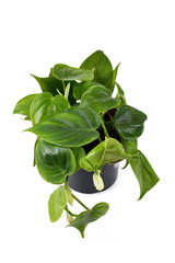 Whole tropical 'Philodendron Scandens' house plant in flower pot isolated on white background