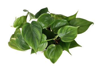 Whole tropical 'Philodendron Scandens' house plant in flower pot isolated on white background