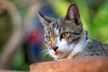 Naklejka na ściany i meble Portrait of striped cat resting on the wooden tray, close Thai cat