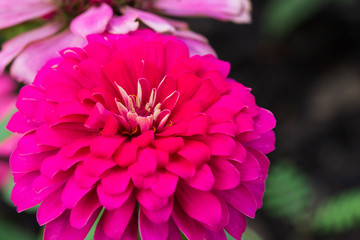 Pink flower petals in multiple layers