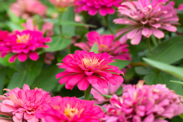 Pink flower petals in multiple layers