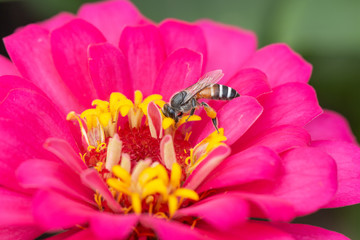 bee on pink flower ,petals in multiple layers