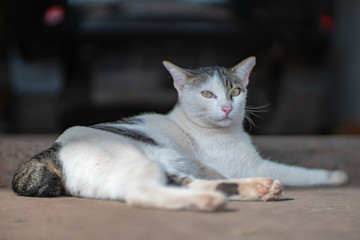 Close up white cat with striped spot, portrait of Thai cat