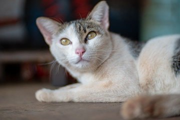 Close up white cat with striped spot, portrait of Thai cat