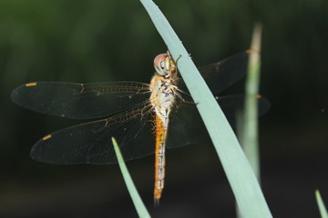 Dragonflies perch on the leaves | Dragonfly