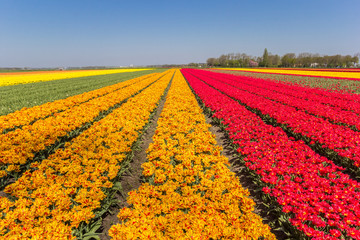 Field of orange and red tulips in the springtime in Holland