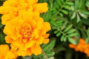yellow flower ,petals in multiple layers